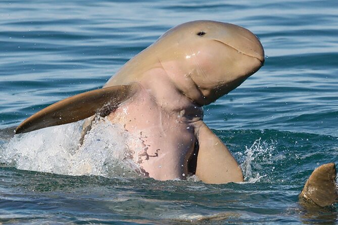 Roebuck Bay Sunset & Snubfin Dolphin Cruise - Why Roebuck Bay makes this cruise special
