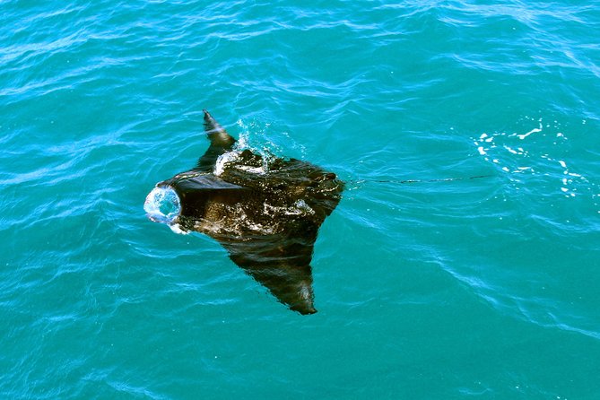 Roebuck Bay Sunset & Snubfin Dolphin Cruise - Sunset, snacks, and the onboard atmosphere
