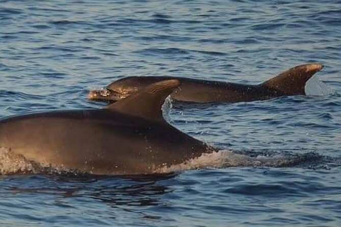 Romantic Boat Trip with Dolphin Watching - Weather, cancellations, and the booking decision