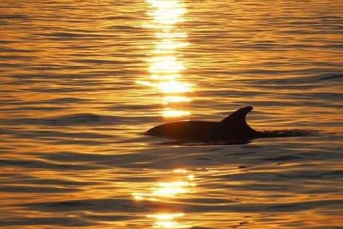 Romantic Boat Trip with Dolphin Watching - Should you book the Romantic Boat Trip with Dolphin Watching?