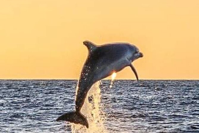 Romantic Boat Trip with Dolphin Watching - What the dolphin sighting may really be like