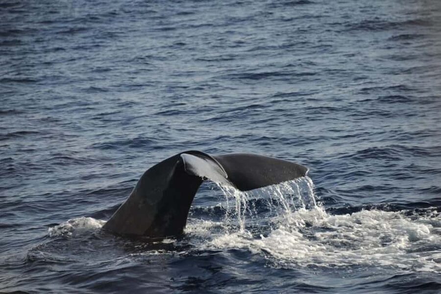 Roseau: Guided Dolphin and Whale Watching Tour With Drinks - Key things to know before you book