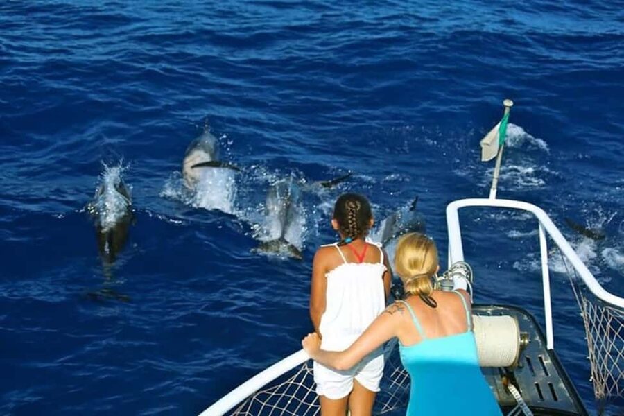 Roseau: Guided Dolphin and Whale Watching Tour With Drinks - Three hours on the water