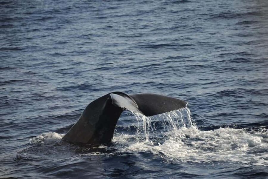 Roseau: Guided Dolphin and Whale Watching Tour With Drinks - Sperm whales, dolphins, and the hydrophone
