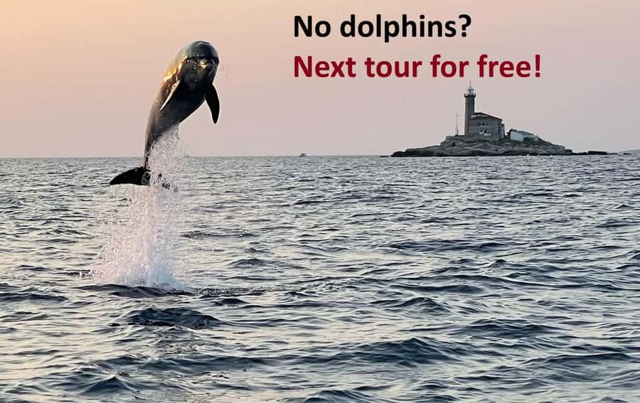 Rovinj: Dolphin Watching Sunset Speedboat Tour with Drinks - The best parts of this Rovinj boat trip