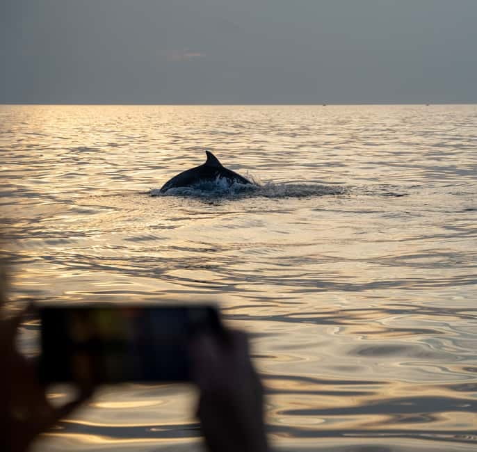 Rovinj: Dolphin Watching Sunset Speedboat Tour with Drinks - A quieter approach to dolphin watching