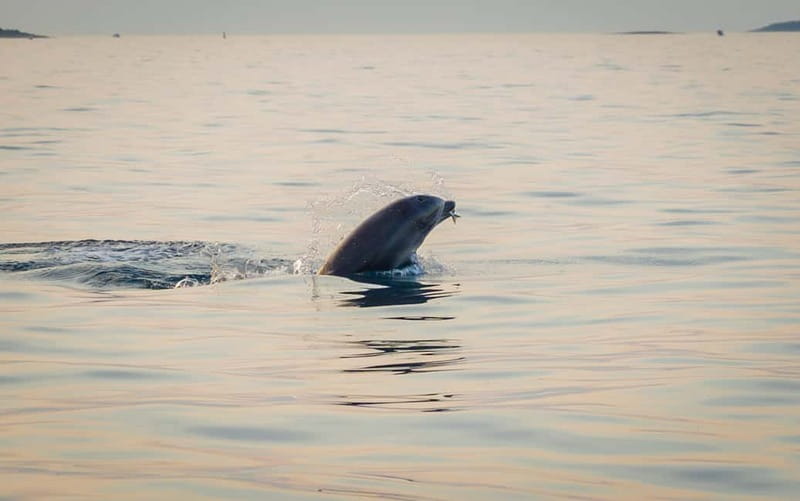 Rovinj: Dolphin Watching Sunset Speedboat Tour with Drinks - Is $74 a fair price?