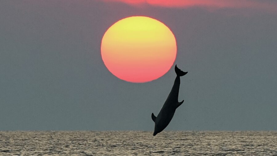 Rovinj: Family Friendly Dolphin Watching Tour - Finding Dolphins Beyond the Coast