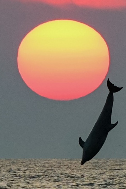 Rovinj: Family Friendly Dolphin Watching Tour - A Family Outing That Does Not Feel Like a Classroom