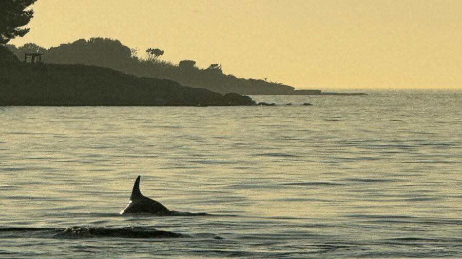 Rovinj: Family Friendly Dolphin Watching Tour - Sunset, Sea Views, and the Return to Rovinj