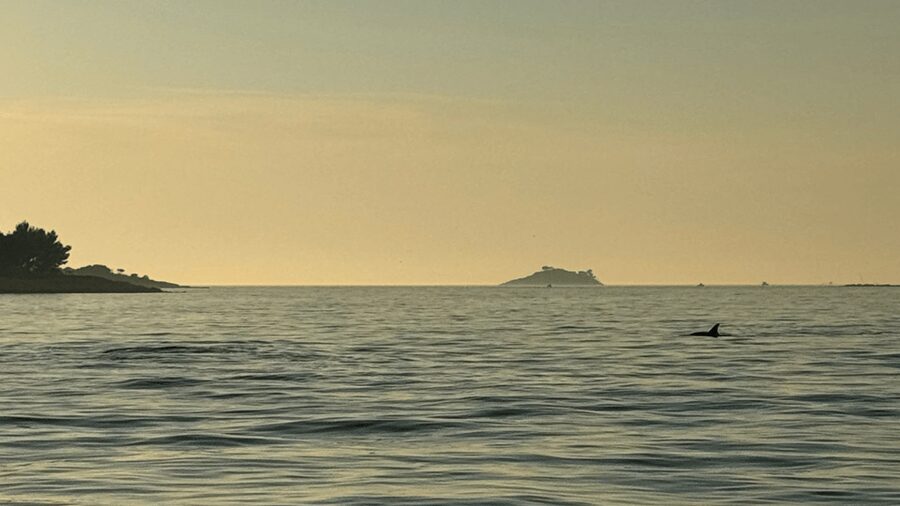Rovinj: Family Friendly Dolphin Watching Tour - Should You Book Rovinj’s Dolphin Tour?