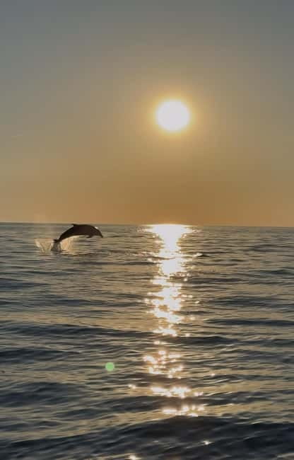 Rovinj: Shared Dolphin and Sunset Tour with Drinks - Key points to know before you book