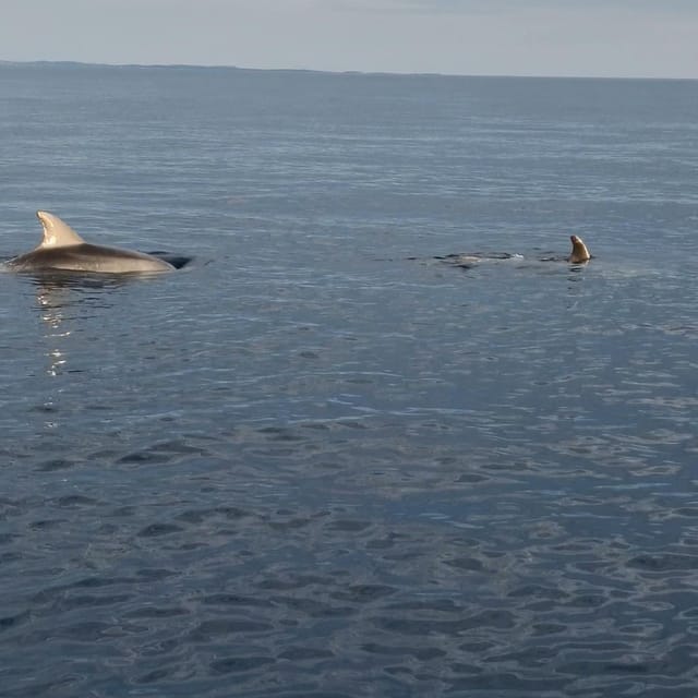 Rovinj: Shared Dolphin and Sunset Tour with Drinks - The strongest and weakest parts of the experience