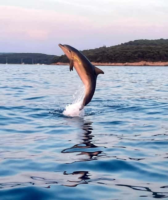 Rovinj: Shared Dolphin and Sunset Tour with Drinks - Why the Rovinj sunset setting works so well