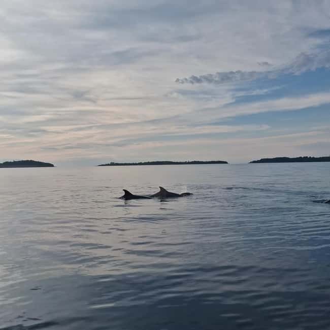 Rovinj: Shared Dolphin and Sunset Tour with Drinks - Ten minutes by speedboat to the viewing area