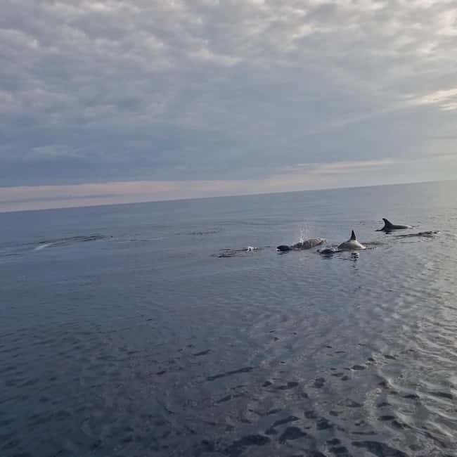 Rovinj: Shared Dolphin and Sunset Tour with Drinks - Forty-five minutes for dolphins and sunset