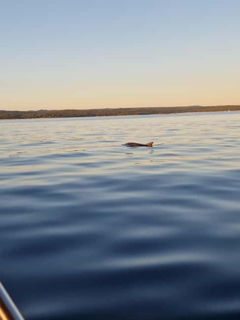 Rovinj: Shared Dolphin and Sunset Tour with Drinks - Who will enjoy this most