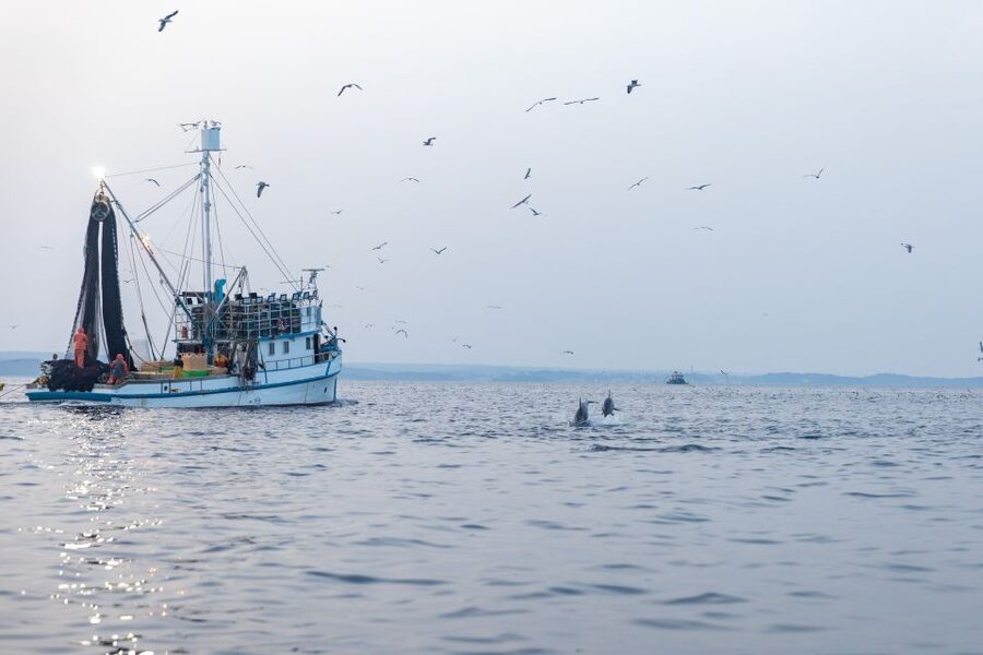 Rovinj: Sunrise Dolphins & Fishermen at Work Speedboat Tour - The 20-minute return to Rovinj