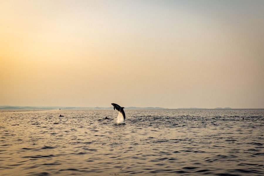 Rovinj: Sunrise Dolphins & Fishermen at Work Speedboat Tour - Is $93 a fair price?