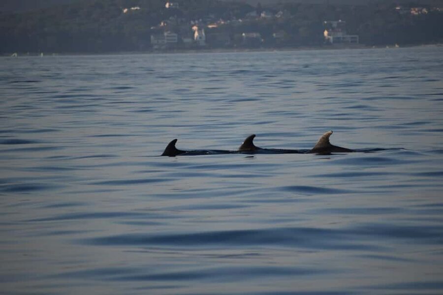 Rovinj: Sunset & dolphin group tours with Catamaran - Looking for dolphins without chasing them