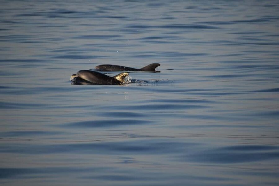Rovinj: Sunset & dolphin group tours with Catamaran - Who will enjoy this catamaran cruise most