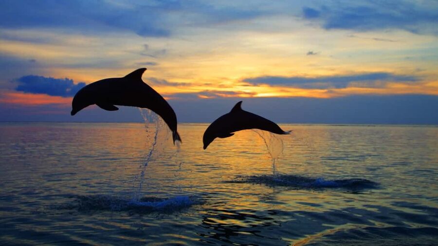 Rovinj: Sunset Speedboat Tour with Dolphin Watching - Why this Rovinj sunset trip works so well