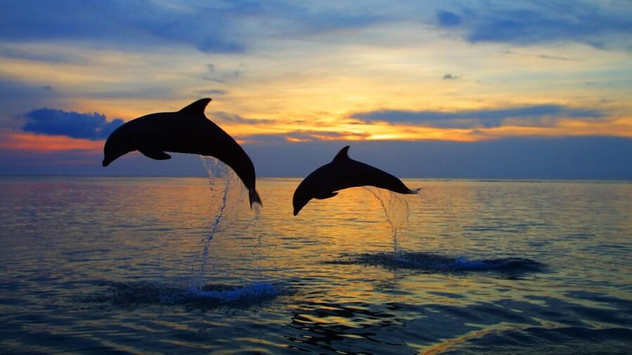 Rovinj: Sunset Speedboat Tour with Dolphin Watching - Is $35 a good value?