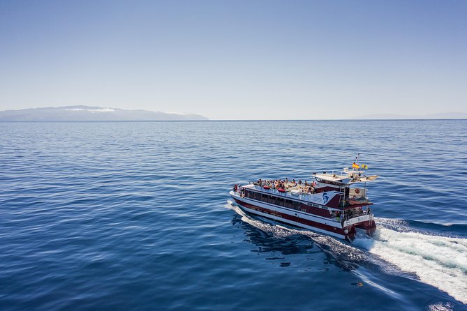 Royal Delfin - 2Hour Sustainable Dolphin & Whale Watching Mini Cruise - What makes this two-hour cruise worth considering
