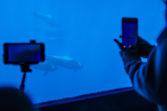Royal Delfin - 2Hour Sustainable Dolphin & Whale Watching Mini Cruise - The Royal Delfin’s underwater viewing area