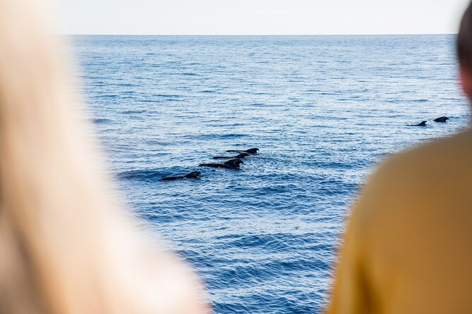 Royal Delfin - 2Hour Sustainable Dolphin & Whale Watching Mini Cruise - Seasickness is the serious drawback