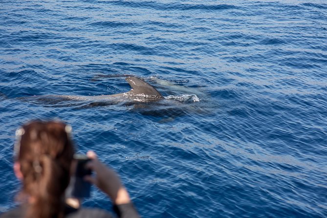 Royal Delfin - 2Hour Sustainable Dolphin & Whale Watching Mini Cruise - Who should book the Royal Delfin?