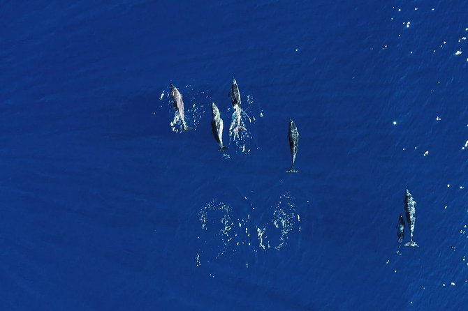 Royal Delfin 3H Dolphin & Whale Watching! Swimming & Lunch! - Setting sail from Puerto Colón at 10:30 a.m.
