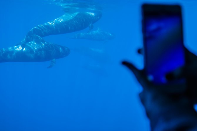 Royal Delfin 3H Dolphin & Whale Watching! Swimming & Lunch! - Who will enjoy the Royal Delfin most