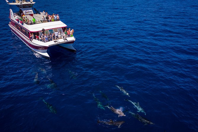 Royal Delfin - 4'5H Dolphin & Whale Watching - Los Gigantes Masca - Lunch & Swim - Lunch, drinks, and the pace of the afternoon