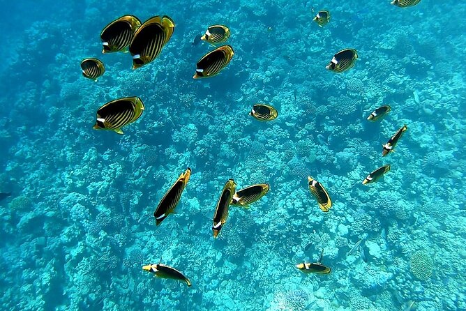Royal Dolphin House Sea Trip Hurghada - Key points to know before booking