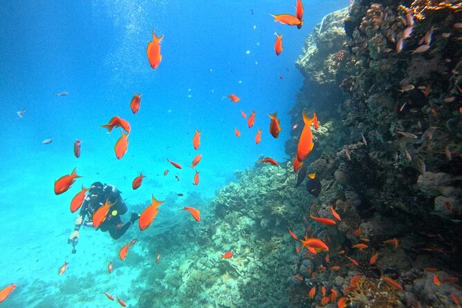 Royal Dolphin House Sea Trip Hurghada - Communication, pickup, and group size