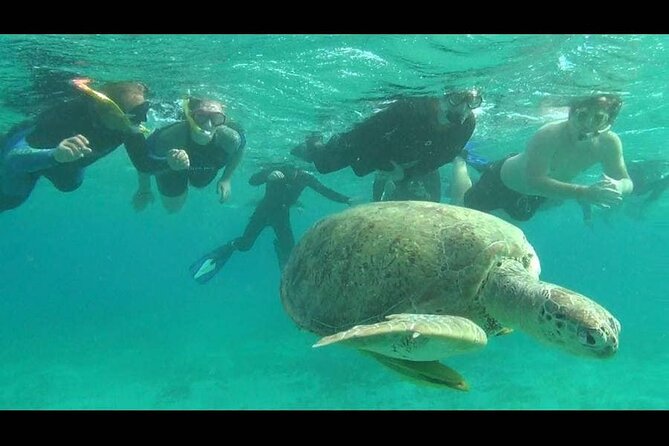 Royal Dolphin House Sea Trip Hurghada - What Dolphin House means for your day