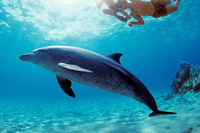 ROYAL Dolphin House & Water Sports Snorkeling Sea Trip - Hurghada - Morning pickup and the ride to the pier