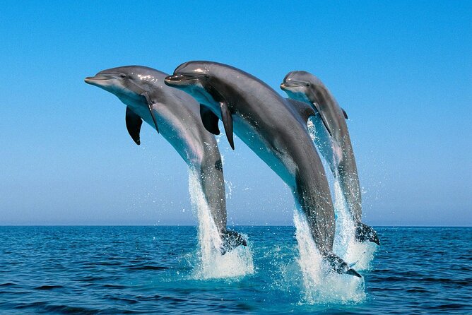 ROYAL Dolphin House & Water Sports Snorkeling Sea Trip - Hurghada - Is the eight-hour schedule realistic?