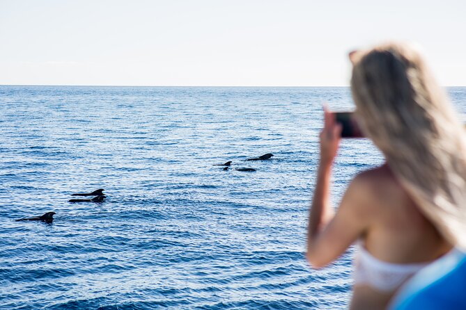 Royal Dolphin Whale watching excursion - Setting out from Puerto Colón