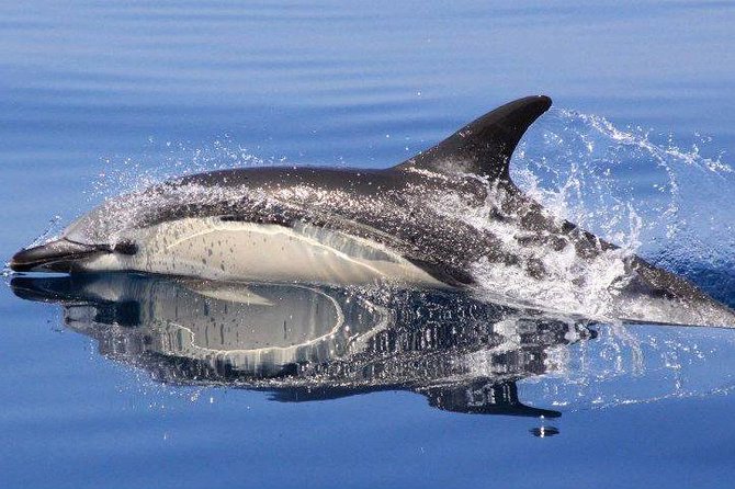 Safari & Boat Tour - Mountains & Dolphins - Four hours on rough tracks with Zebra Safari Tours