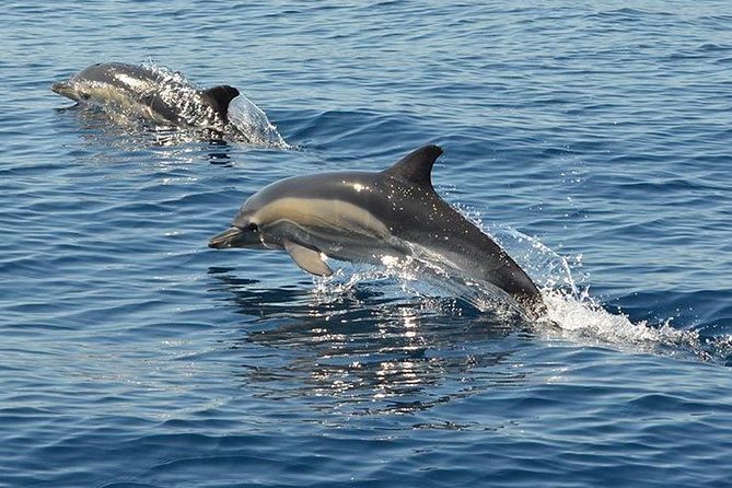 Safari & Boat Tour - Mountains & Dolphins - Timing, transfers, and group size
