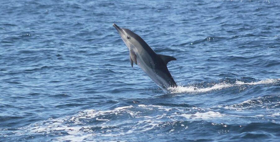 Sagres: Dolphin Watching Tour - Key points at a glance