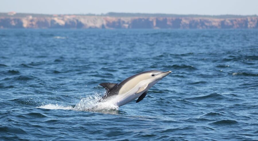 Sagres: Dolphin Watching Tour - My call: book it when the sea is on your side