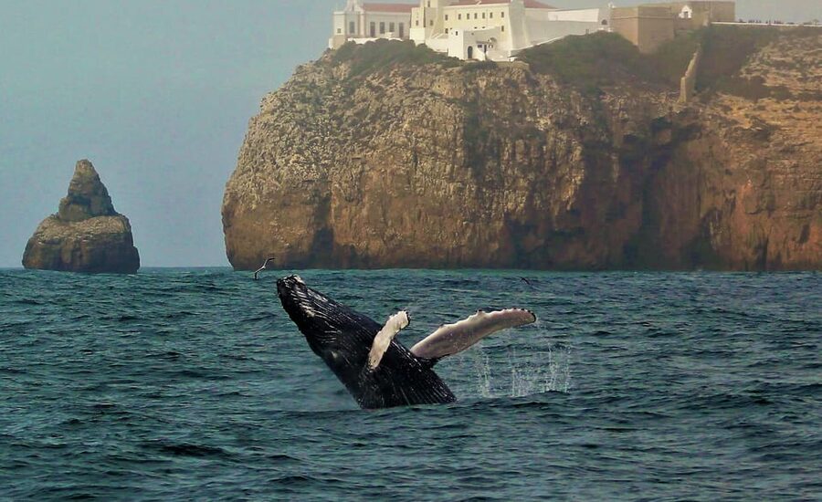 Sagres Wildlife Adventure: Dolphin and Whale Watching Tour - Starting at Baleeira Port