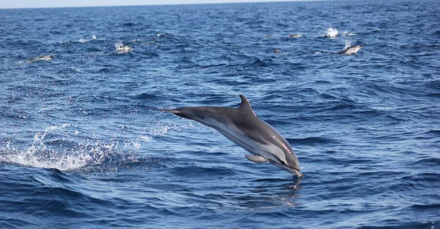 Sagres: Wildlife Tour Dolphins and Caves - Leaving Baleeira Port for the Costa Vicentina