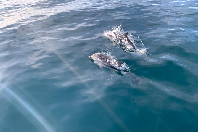 Sailing Adventure: Sailing, Dolphins and Relaxation with Drinks - Key points to know before you sail