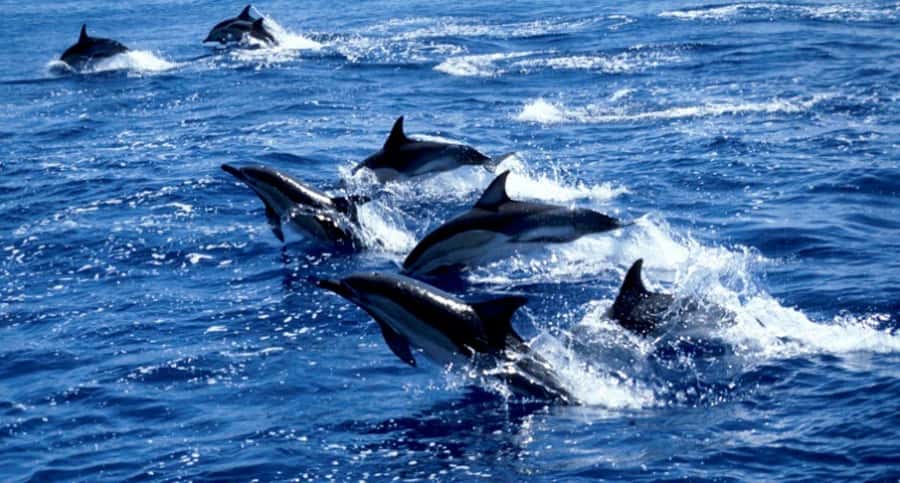 Salaam Cave Tour, Lunch at The Rock, Mnemba Dolphin Tour - Mnemba Atoll by private boat