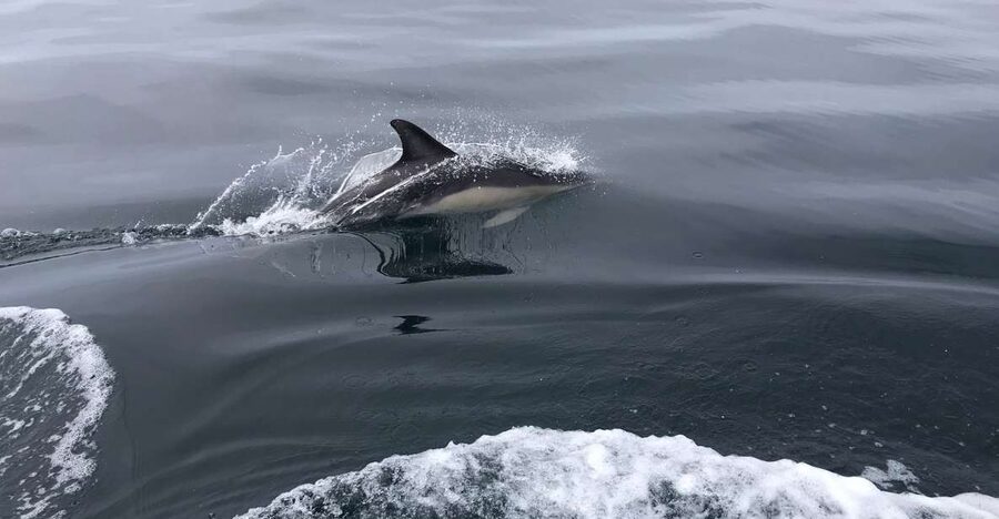 Salema: Dolphin Watching - Key points to know before booking