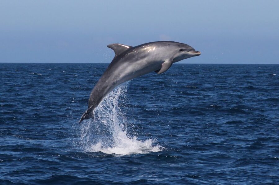 Salema: Dolphin Watching - The dolphin search, not a guaranteed show